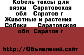 Кобель таксы для вязки - Саратовская обл., Саратов г. Животные и растения » Собаки   . Саратовская обл.,Саратов г.